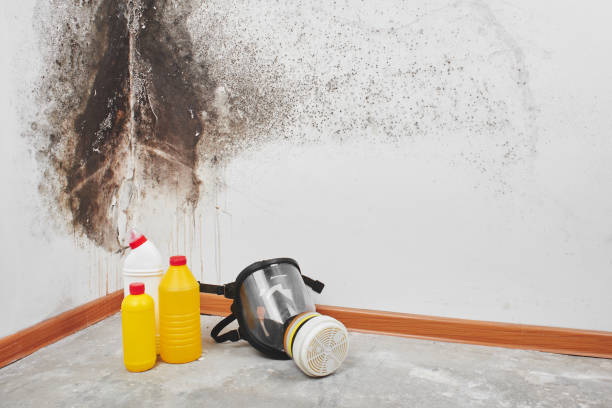 Best Toxic Mold Removal  in Crockett, TX