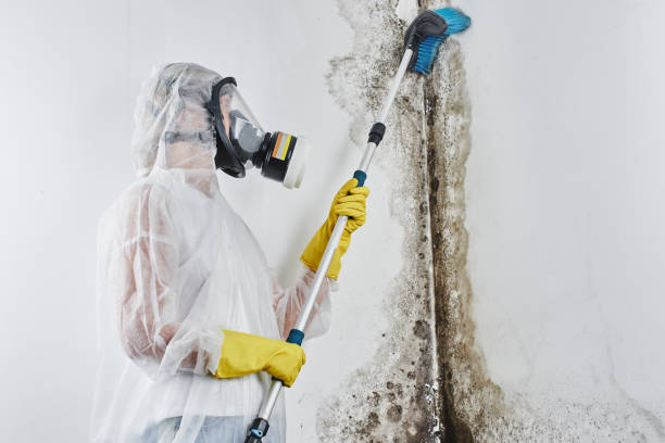 Best Certified Mold Removal  in Crockett, TX