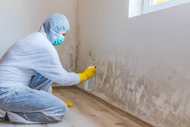 Best Black Mold Removal  in Crockett, TX
