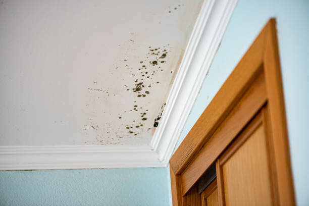 Best Mold Cleaning Services  in Crockett, TX