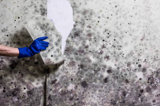 Best Mold Remediation Experts  in Crockett, TX