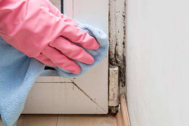 Best Mold Cleaning Services  in Crockett, TX
